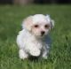 Maltese Puppies for sale in Carmel-By-The-Sea, CA 93923, USA. price: NA