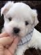 Maltese Puppies for sale in Spring, TX 77386, USA. price: $2,450