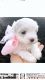 Maltese Puppies for sale in Spring, TX 77386, USA. price: $2,650