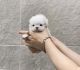 Maltese Puppies for sale in Houston, TX, USA. price: $600