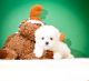 Maltese Puppies for sale in Houston, TX, USA. price: $800