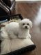 Maltese Puppies for sale in Kemah, TX, USA. price: NA