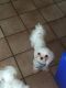 Maltese Puppies for sale in Hilo, HI 96720, USA. price: NA