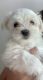 Maltese Puppies for sale in Cullman, AL, USA. price: NA