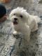 Maltese Puppies for sale in Sugar Land, TX 77479, USA. price: NA