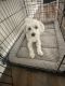 Maltese Puppies for sale in McDonough, GA 30253, USA. price: NA