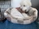 Maltese Puppies for sale in Columbia, MD, USA. price: NA