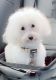 Maltese Puppies for sale in Columbia, SC, USA. price: $700