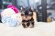 Maltese Puppies for sale in Lublin, Poland. price: 600 PLN