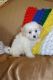 Maltese Puppies for sale in Elgin, TX 78621, USA. price: $1,200