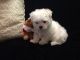 Maltese Puppies for sale in Charlotte, NC 28211, USA. price: $500