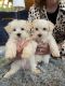 Maltese Puppies for sale in Lodi, CA, USA. price: NA