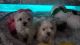 Maltese Puppies for sale in Birmingham, AL, USA. price: $700