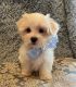 Maltese Puppies for sale in Stockton, CA, USA. price: NA