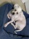 Maltese Puppies for sale in Poinciana, FL, USA. price: $1,500