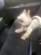 Maltese Puppies for sale in 760 Van Nest Ave, Bronx, NY 10462, USA. price: NA