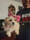 Maltese Puppies for sale in Bellwood, IL, USA. price: $450