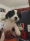 Maltese Puppies for sale in Bellwood, IL, USA. price: $450