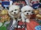 Maltese Puppies for sale in 7538 Bakertown Rd E, Elm City, NC 27822, USA. price: NA