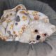 Maltese Puppies for sale in Kirkland, WA 98034, USA. price: $1,100