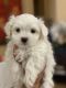 Maltese Puppies for sale in El Dorado Hills Blvd, El Dorado Hills, CA 95762, USA. price: NA