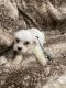 Maltese Puppies for sale in Maine, ME 04736, USA. price: $500
