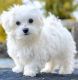 Maltese Puppies for sale in California City, CA, USA. price: $1,300