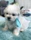 Maltese Puppies for sale in San Diego, CA, USA. price: $950