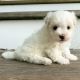 Maltese Puppies for sale in Maine, ME 04736, USA. price: $1,000