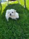 Maltese Puppies for sale in Twin Falls, ID, USA. price: $900