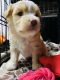 Maltese Puppies for sale in Fairfield, CA, USA. price: NA