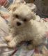 Maltese Puppies for sale in 7201 Castor Ave, Philadelphia, PA 19149, USA. price: $2,200