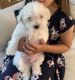 Maltese Puppies for sale in Albuquerque, NM, USA. price: $700