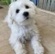 Maltese Puppies for sale in Massachusetts Turnpike, Newton, MA, USA. price: NA
