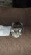Maltese Cats for sale in Orange Park, FL 32073, USA. price: NA