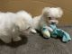 Maltese Puppies for sale in Newark, NJ, USA. price: $600