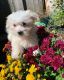 Maltese Puppies for sale in South Orange, NJ 07079, USA. price: $1,400