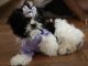 Maltese Puppies for sale in Columbus, GA, USA. price: $1,200