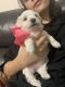 Maltese Puppies for sale in Spring, TX 77386, USA. price: $2,400