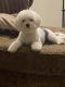 Maltese Puppies for sale in 998 58th Ave S, St. Petersburg, FL 33705, USA. price: $3,700