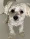 Maltese Puppies for sale in Hicksville, NY, USA. price: $1,500