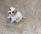 Maltese Puppies for sale in Mission Viejo, CA, USA. price: $2,000