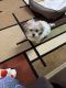 Maltese Puppies for sale in Pittsburgh, PA, USA. price: $1
