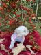 Maltese Puppies for sale in Garner, NC, USA. price: $700