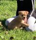Maltese Puppies for sale in 13326 Mystic Wood Dr, Houston, TX 77038, USA. price: $550