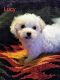 Maltese Puppies for sale in Pine City, MN 55063, USA. price: $950