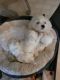Maltese Puppies for sale in Ellisville, MS 39437, USA. price: $1,200