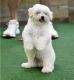Maltese Puppies for sale in Ashburn, VA, USA. price: $750