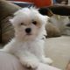 Maltese Puppies for sale in Brooklyn, NY, USA. price: $1,000