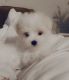 Maltese Puppies for sale in Southern Pines, NC, USA. price: $1,800